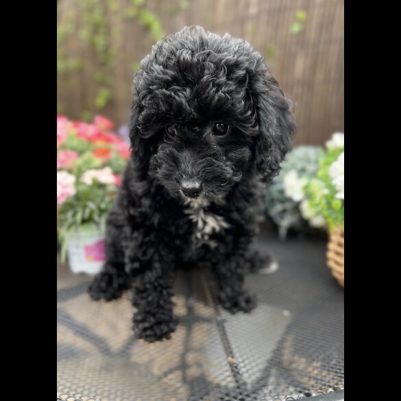 Cavapoo - Bitches