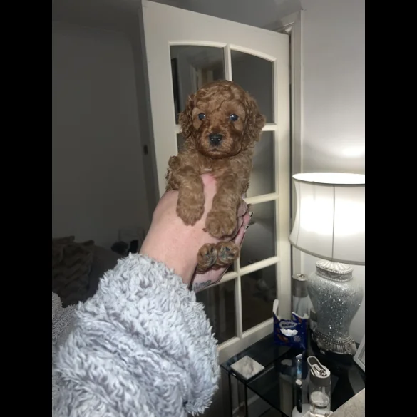 Cavapoo - Both