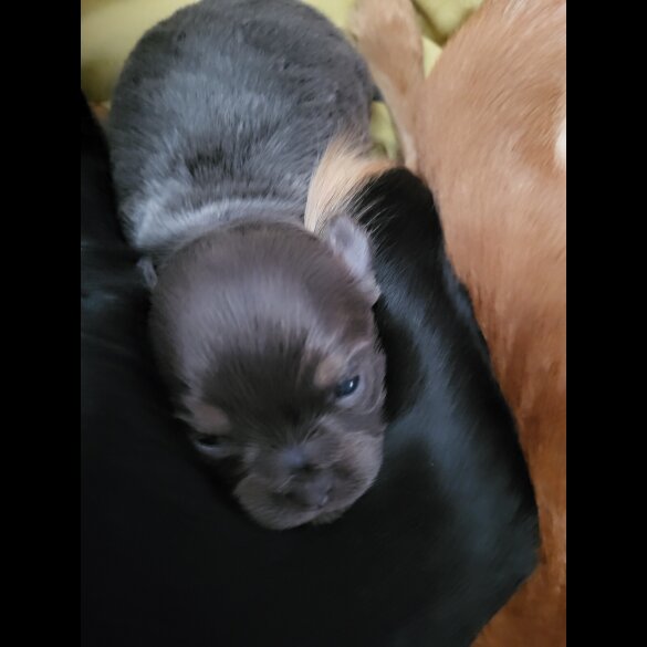 Chihuahua - Dogs