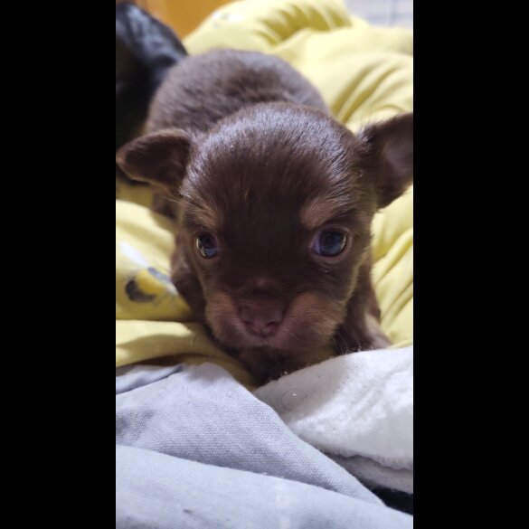 Chihuahua - Dogs