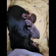 Chihuahua - Dogs