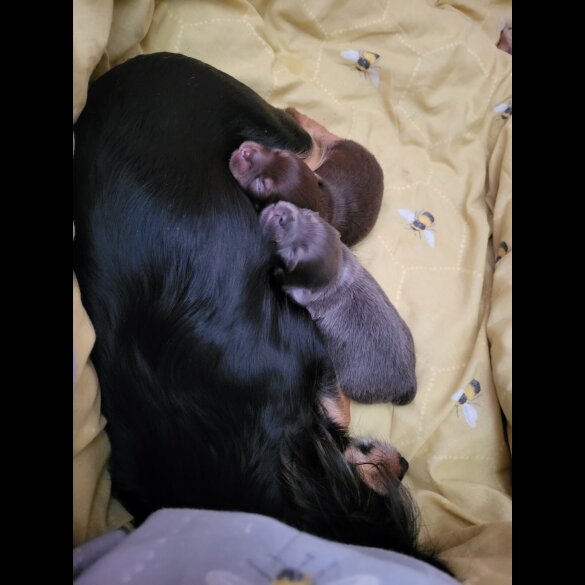 Chihuahua - Dogs