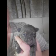 Chihuahua - Dogs