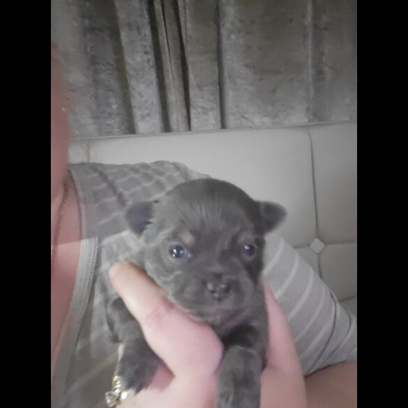 Chihuahua - Dogs