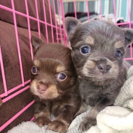 Chihuahua - Dogs