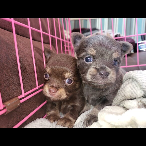 Chihuahua - Dogs
