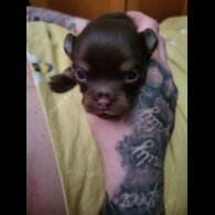 Chihuahua - Dogs