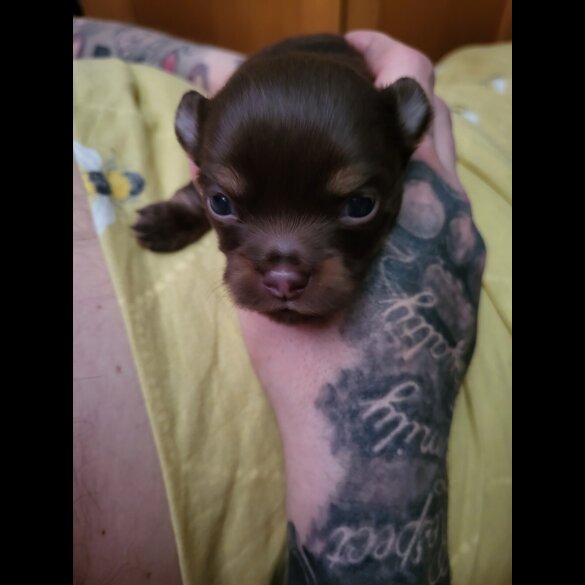 Chihuahua - Dogs