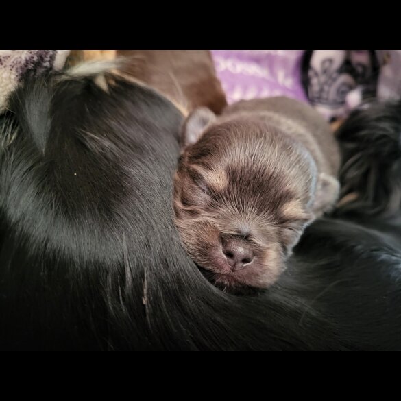 Chihuahua - Dogs