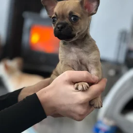 Chihuahua - Both