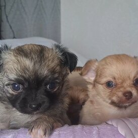 Chihuahua - Both
