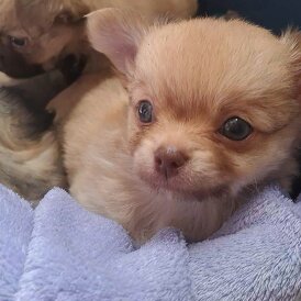 Chihuahua - Both