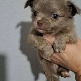 Chihuahua - Both