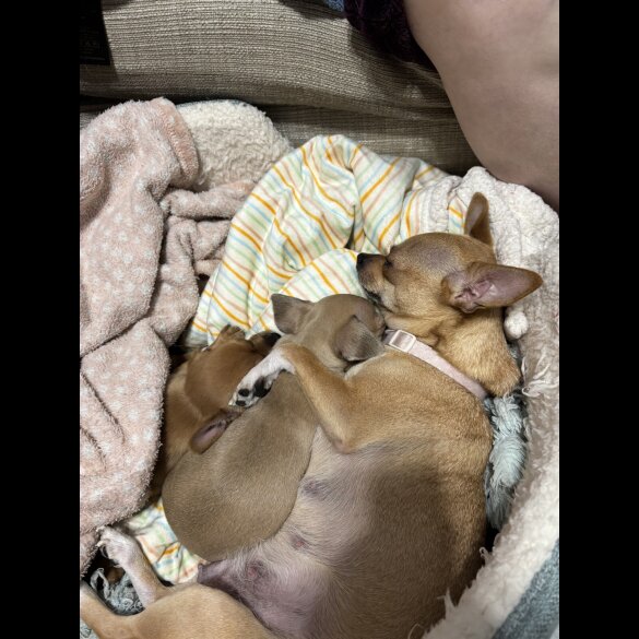 Chihuahua - Dogs
