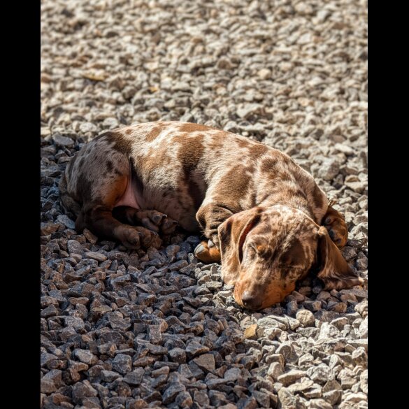 Dachshund (Standard &amp; Miniature)
