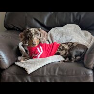 Dachshund (Standard &amp; Miniature)