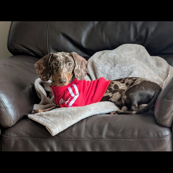 Dachshund (Standard &amp; Miniature)
