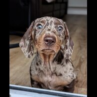 Dachshund (Standard &amp; Miniature)