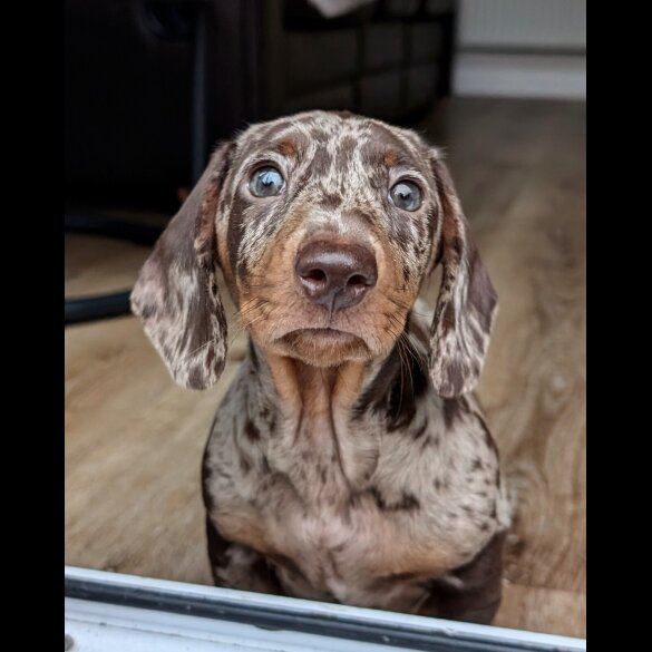 Dachshund (Standard &amp; Miniature)