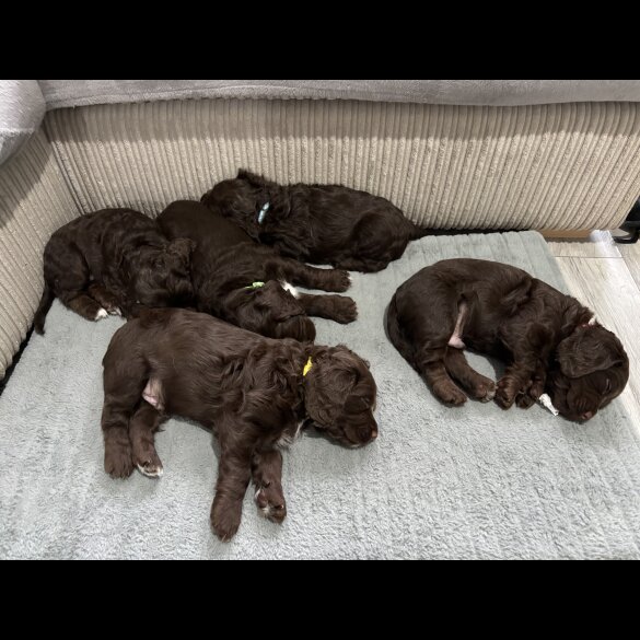 Cocker Spaniel (Working &amp; Show) - Both