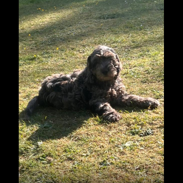 Cockapoo - Dogs