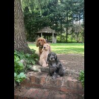 Cockapoo - Dogs