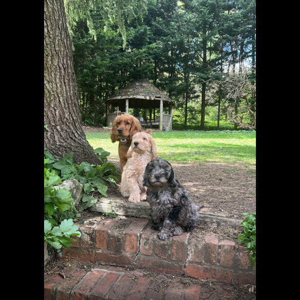 Cockapoo - Dogs