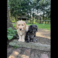 Cockapoo - Dogs