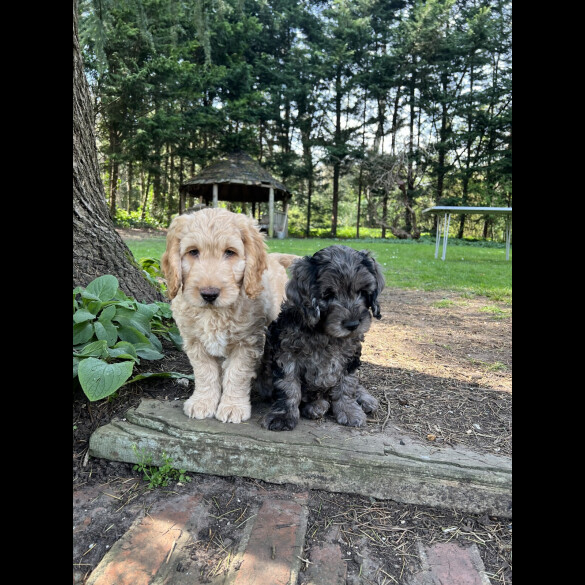 Cockapoo - Dogs