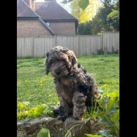 Cockapoo - Dogs