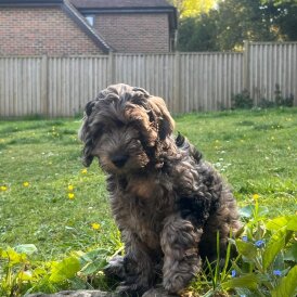 Cockapoo - Dogs