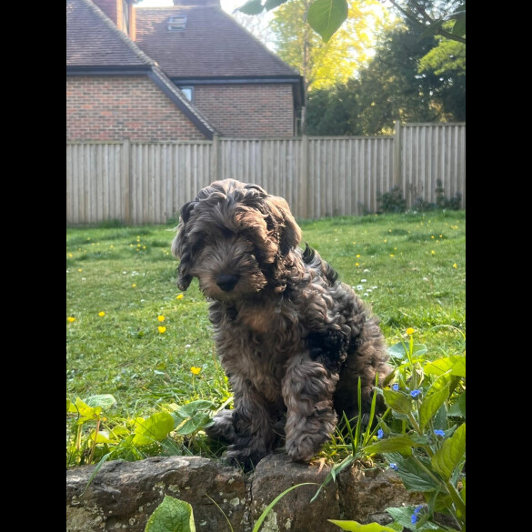 Cockapoo - Dogs