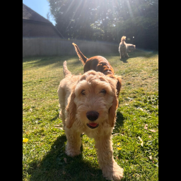 Cockapoo - Dogs