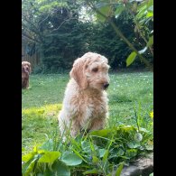 Cockapoo - Dogs