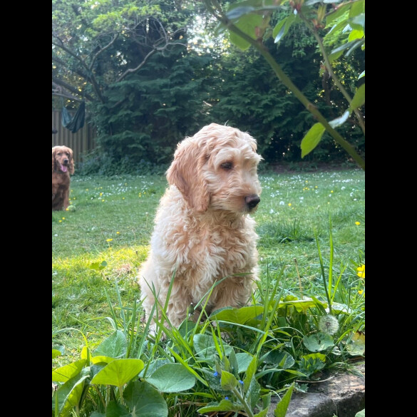 Cockapoo - Dogs