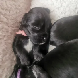 Cockapoo - Both