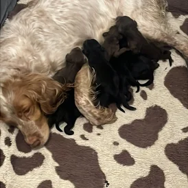 Cockapoo - Both
