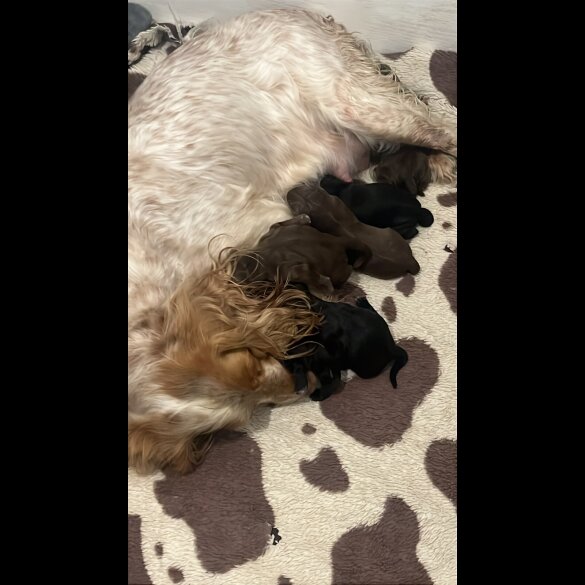 Cockapoo - Both