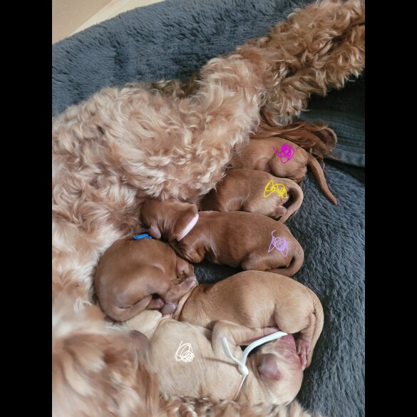 Cockapoo - Both