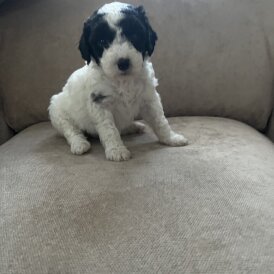 Cockapoo - Both