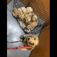 Cockapoo - Both