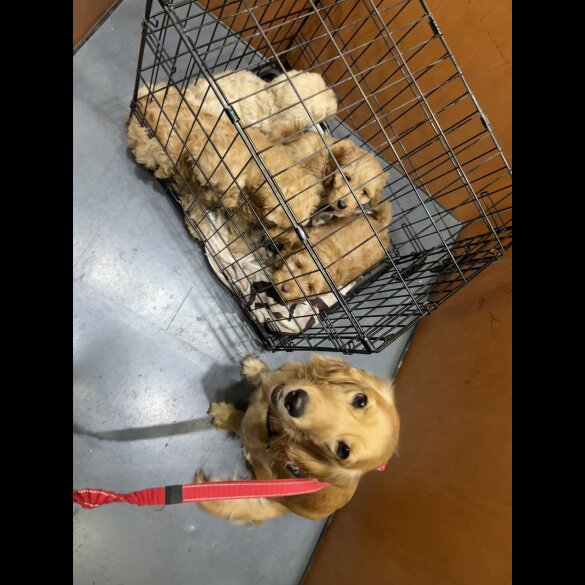 Cockapoo - Both