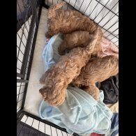 Cockapoo - Both