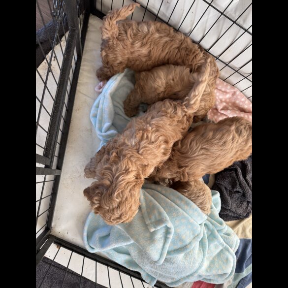 Cockapoo - Both