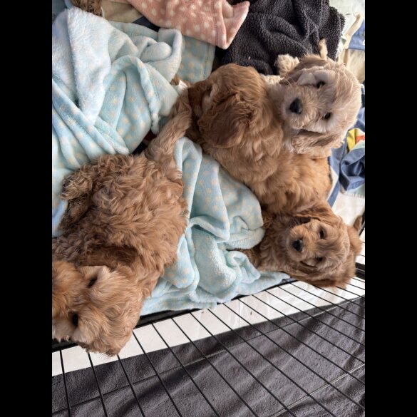 Cockapoo - Both