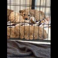Cockapoo - Both
