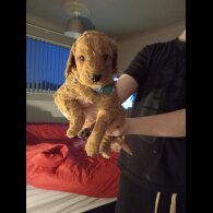 Cockapoo - Both