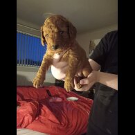 Cockapoo - Both