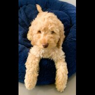 Cockapoo - Both
