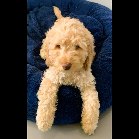 Cockapoo - Both